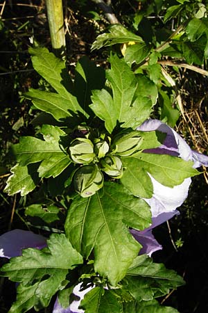 Hibiscus syriacus \ Strauch-Eibisch, Hibiskus, D Gimbsheim 17.7.2014