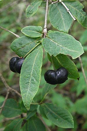 Lonicera nigra \ Schwarze Heckenkirsche, D Schwarzwald, Feldberg 18.8.2007