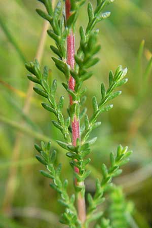 Calluna vulgaris \ Heidekraut, Besen-Heide, D Odenwald, Beerfelden 10.9.2009