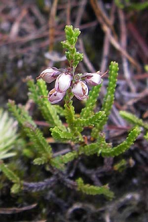 Calluna vulgaris \ Heidekraut, Besen-Heide / Heather, D Wetter 7.9.2013