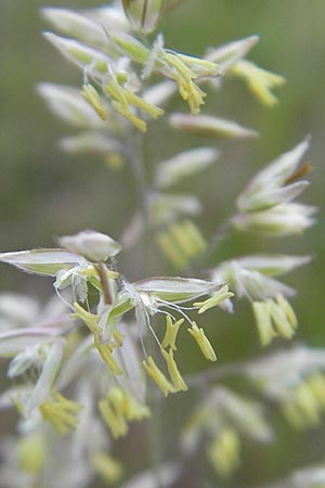 Holcus lanatus \ Wolliges Honiggras / Common Velvet Grass, D Reilingen 12.5.2011