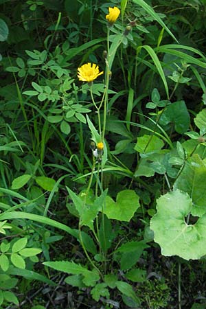 Hieracium bifidum / Hawkweed, D Ettal 21.6.2011