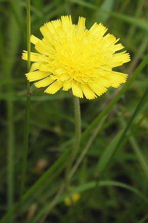 Hieracium lactucella \ Gehrtes Habichtskraut, D Schwarzwald, Reichental 8.6.2013