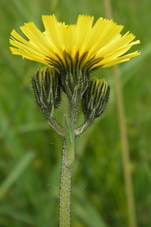 Hieracium lactucella \ Gehrtes Habichtskraut, D Schwarzwald, Reichental 8.6.2013