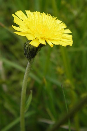 Hieracium lactucella \ Gehrtes Habichtskraut, D Schwarzwald, Reichental 8.6.2013