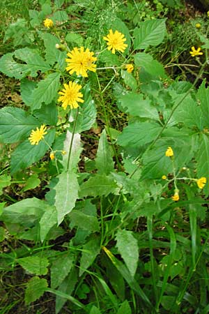 Hieracium lachenalii \ Gewhnliches Habichtskraut, D Odenwald, Fischbachtal-Steinau 25.6.2014