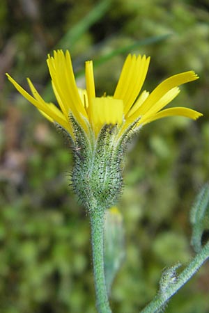 Hieracium murorum \ Wald-Habichtskraut, Mauer-Habichtskraut, D Idar-Oberstein 21.5.2011