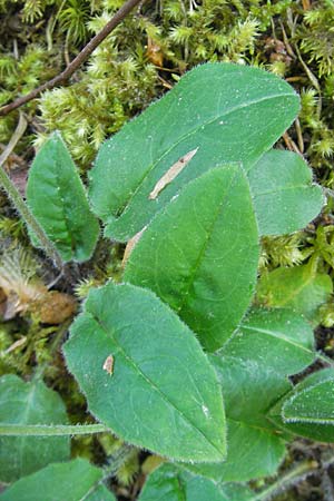 Hieracium murorum \ Wald-Habichtskraut, Mauer-Habichtskraut / Wall Hawkweed, D Idar-Oberstein 21.5.2011