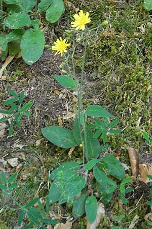 Hieracium murorum \ Wald-Habichtskraut, Mauer-Habichtskraut / Wall Hawkweed, D Idar-Oberstein 21.5.2011