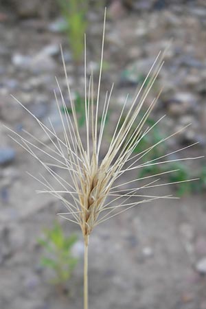 Hordeum murinum \ Muse-Gerste / Wall Barley, D Heidelberg 21.7.2012