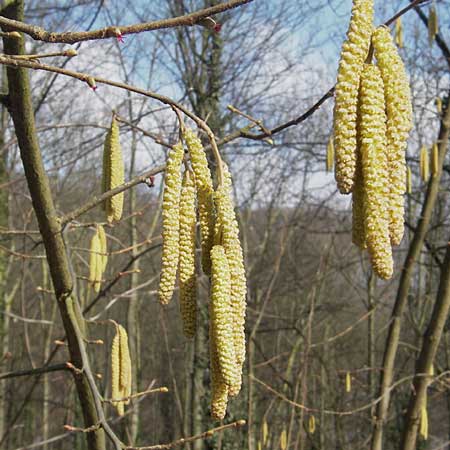 Corylus avellana \ Haselnuss / Hazel, D Hemsbach 12.3.2006