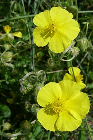 Helianthemum nummularium \ Kleinblttriges Sonnenrschen / Common Rock-Rose, D Siefersheim 14.6.2008