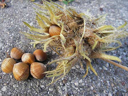 Corylus colurna / Turkish Hazel, D Botan. Gar.  Universit.  Heidelberg 9.9.2009