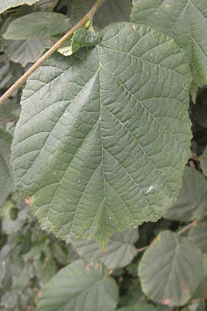 Corylus avellana \ Haselnuss / Hazel, D Römerberg 13.9.2009