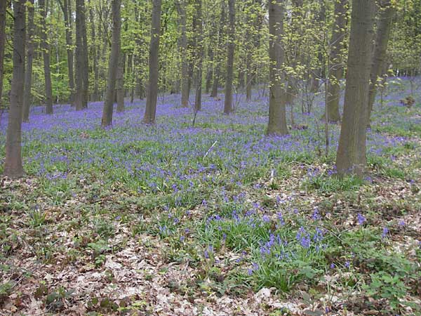 Hyacinthoides non-scripta \ Hasenglckchen, D Hückelhoven-Baal 30.4.2012