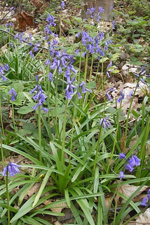 Hyacinthoides non-scripta / English Bluebell, D Hückelhoven-Baal 30.4.2012