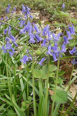 Hyacinthoides non-scripta \ Hasenglckchen, D Hückelhoven-Baal 30.4.2012