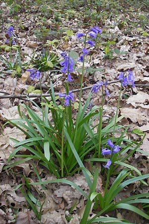 Hyacinthoides non-scripta \ Hasenglckchen, D Hückelhoven-Baal 30.4.2012