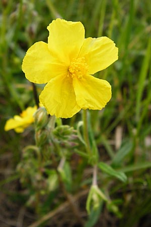 Helianthemum nummularium \ Kleinblttriges Sonnenrschen / Common Rock-Rose, D Mannheim 15.5.2014