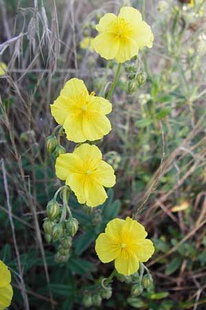 Helianthemum nummularium \ Kleinblttriges Sonnenrschen / Common Rock-Rose, D Mannheim 23.7.2014