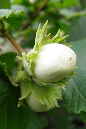 Corylus avellana \ Haselnuss / Hazel, D Mainz 26.7.2014