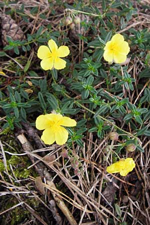 Helianthemum nummularium \ Kleinblttriges Sonnenrschen / Common Rock-Rose, D Schwetzingen 25.9.2014