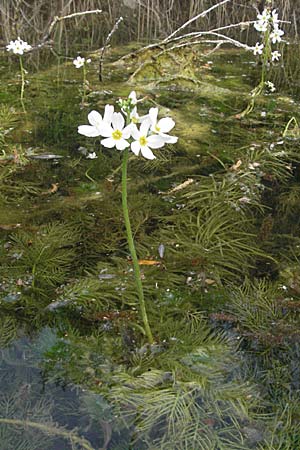 Hottonia palustris \ Sumpf-Wasserfeder, D Rastatt 3.5.2007