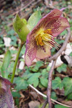 Helleborus orientalis \ Orientalische Nieswurz, D Bensheim 17.3.2014