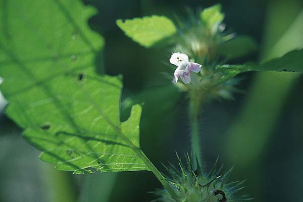 Galeopsis tetrahit / Common Hemp-Nettle, D Weinheim an der Bergstraße 18.9.2005