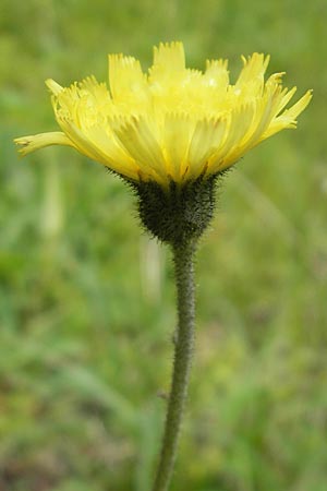 Hieracium pilosella \ Mausohr-Habichtskraut, Kleines Habichtskraut, D Berchtesgaden 20.6.2011