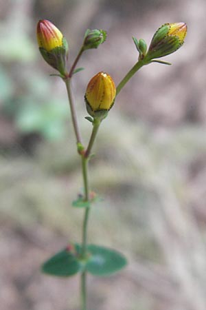 Hypericum pulchrum \ Schnes Johanniskraut / Slender St. John's-Wort, D Odenwald, Neckargemünd-Mückenloch 6.7.2011