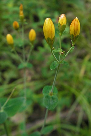 Hypericum pulchrum / Slender St. John's-Wort, D Odenwald, Neckargemünd-Mückenloch 6.7.2011