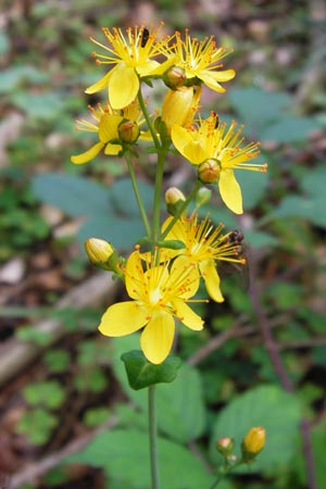 Hypericum pulchrum / Slender St. John's-Wort, D Black-Forest, Reichental 7.7.2012