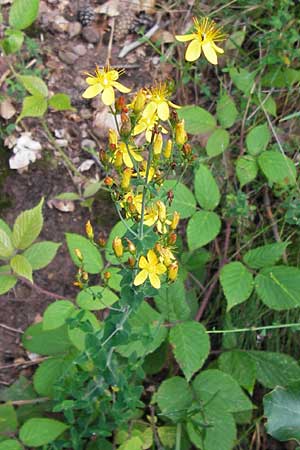 Hypericum pulchrum \ Schnes Johanniskraut / Slender St. John's-Wort, D Schwarzwald/Black-Forest, Reichental 7.7.2012