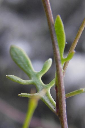 Hornungia procumbens, Slenderweed, Oval Purse
