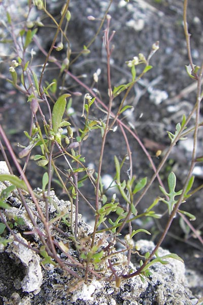 Hornungia procumbens \ Liegende Salzkresse, Salztschel, D Philippsthal-Heimboldshausen 6.7.2013