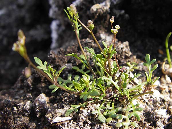 Hornungia procumbens \ Liegende Salzkresse, Salztschel / Slenderweed, Oval Purse, D Philippsthal-Heimboldshausen 6.7.2013
