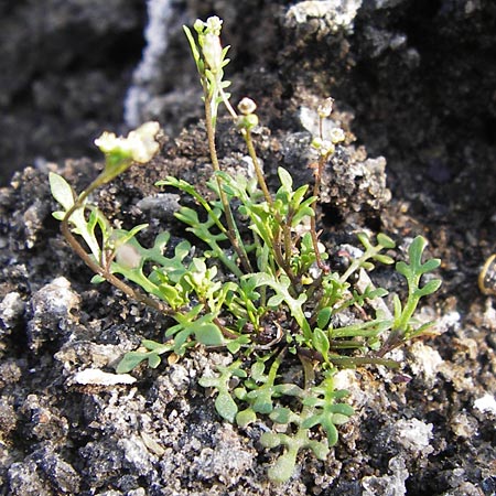 Hornungia procumbens \ Liegende Salzkresse, Salztschel / Slenderweed, Oval Purse, D Philippsthal-Heimboldshausen 6.7.2013