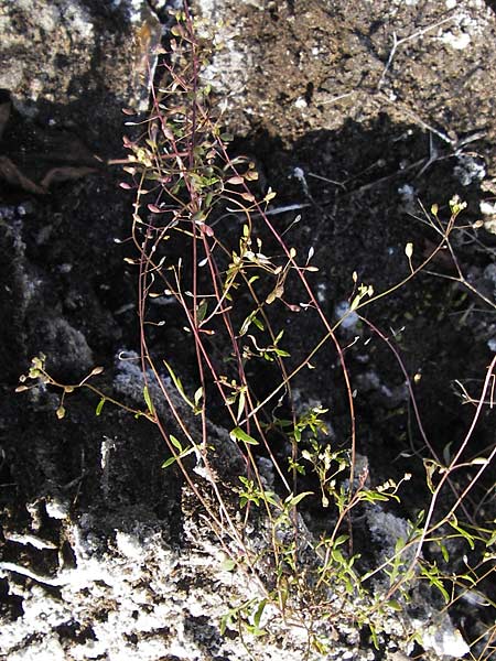 Hornungia procumbens \ Liegende Salzkresse, Salztschel, D Philippsthal-Heimboldshausen 6.7.2013