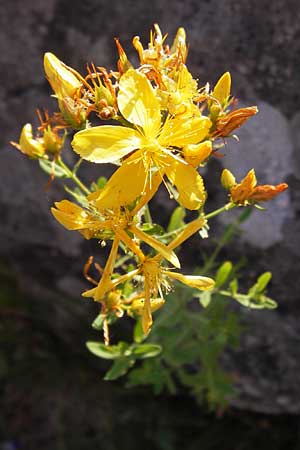 Hypericum perforatum \ Echtes Johanniskraut, Tpfel-Hartheu / Perforate St. John's-Wort, D Rhön, Milseburg 27.7.2013