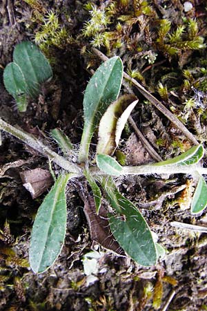 Hieracium pilosella \ Mausohr-Habichtskraut, Kleines Habichtskraut / Mouse-Ear Hawkweed, D Ober-Mörlen 24.5.2014