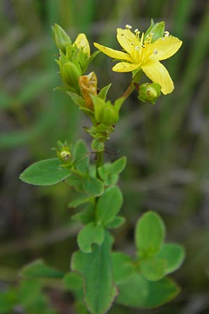 Hypericum tetrapterum \ Geflgeltes Johanniskraut, Flgel-Johanniskraut / Square-Stalked St. John's-Wort, D Philippsburg 14.8.2013