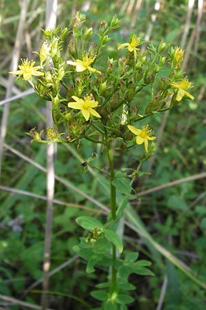 Hypericum tetrapterum \ Geflgeltes Johanniskraut, Flgel-Johanniskraut / Square-Stalked St. John's-Wort, D Philippsburg 14.8.2013