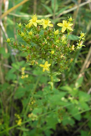 Hypericum tetrapterum / Square-Stalked St. John's-Wort, D Philippsburg 14.8.2013