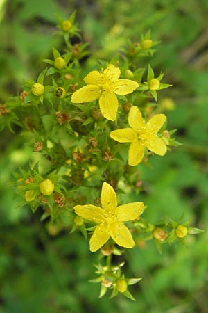 Hypericum tetrapterum / Square-Stalked St. John's-Wort, D Philippsburg 14.8.2013