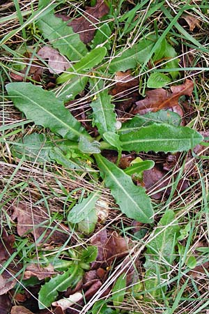 Hypochaeris radicata \ Gewhnliches Ferkelkraut / Common Cat's-Ear, D Lorsch 5.4.2014