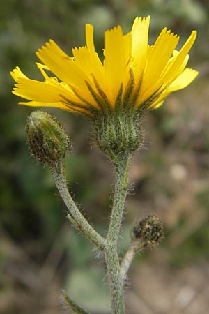 Hieracium schmidtii agg. / Schmidt's Hawkweed, D Nohfelden 14.5.2011