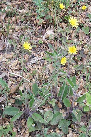 Hieracium schmidtii agg. / Schmidt's Hawkweed, D Nohfelden 14.5.2011