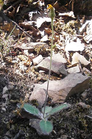 Hieracium schmidtii agg. / Schmidt's Hawkweed, D Wolfstein 21.5.2011