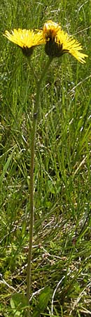 Hieracium caesium \ Blulichgrnes Habichtskraut / Hawkweed, D Oberstdorf 22.6.2011